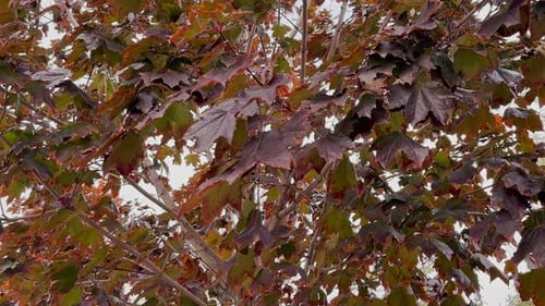 Im Herbst, wenn gelbe Blätter von den Bäumen fallen und sich im Wind wiegen.