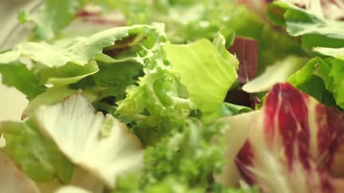 Crisp and Fresh Salad Leaves Close Up