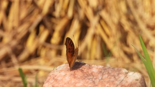 Monarch Butterfly Resting on Stone in Rural Setting