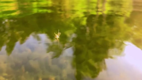 Mayfly float1