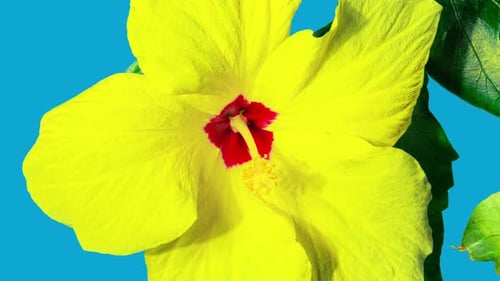 Vibrant Yellow Hibiscus Flower Blooming Time-Lapse on Blue