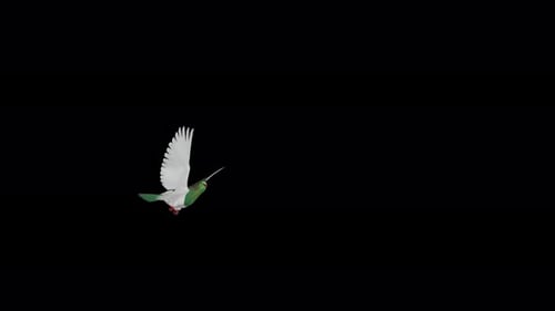 New Zealand Pigeon Kereru - Flying Over Screen Transition - I - Alpha Channel - 4K