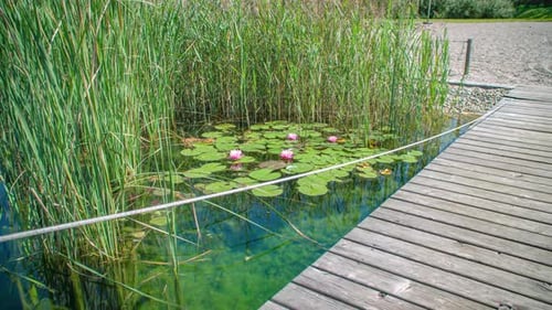 A wooden bridge, Pathway in lotus lake in a park during a sunny day.