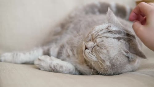 Cat Enjoying Head Rub on Couch Close Up