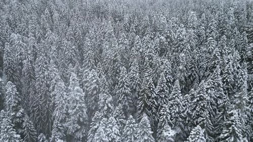 A Drone Flies Over a Snowy Dense Coniferous Forest Huge Fir Trees Stand Covered in Snow on a Frosty