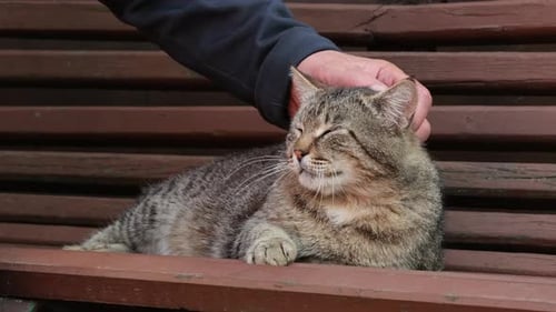 Owner fondling pet. Man petting striped cat outdoors, stroking a tabby cat