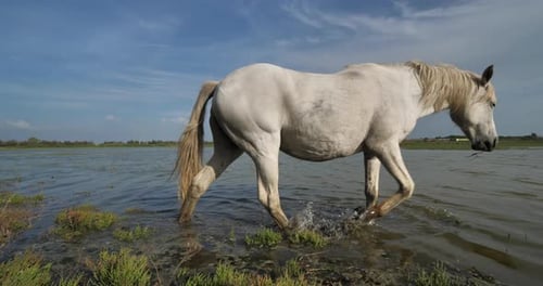 White Camargue horses, Camargue, France
