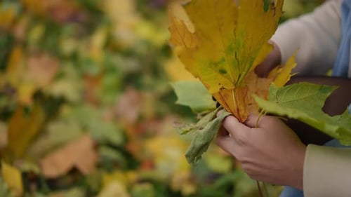 Explore the Vibrant Autumn Leaves Collection Beautifully Displayed Amidst Natures Charm