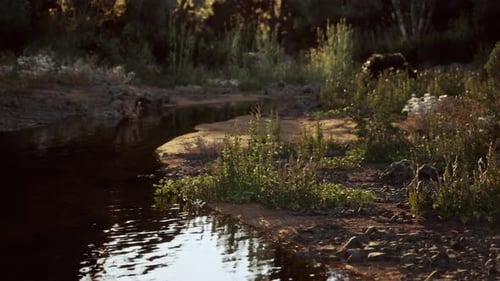Peaceful Riverbank with Rippling Water and Lush Green Nature