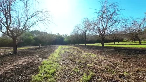 Bare Almond trees plantation, Low fps point of view with sun flare