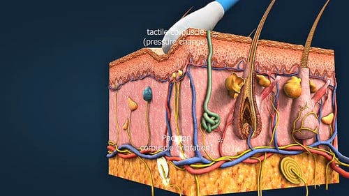 Human Skin Anatomy: Tactile Receptors and Sensation