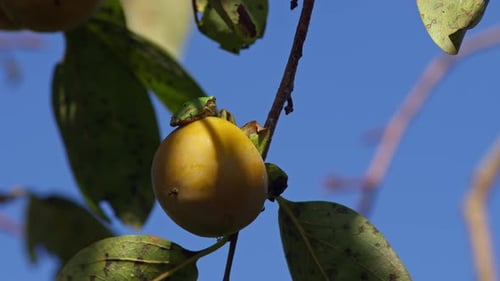 Green Tree Frog Sitting on a Persimmon