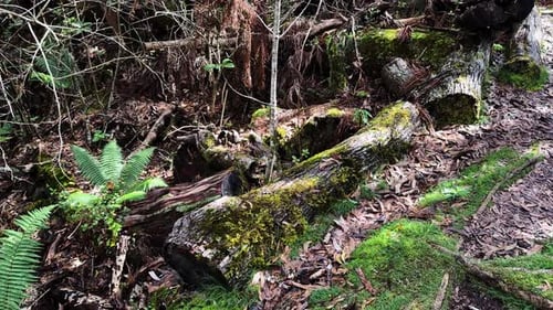 Moosbedeckte Baumstämme im Vulkanwald