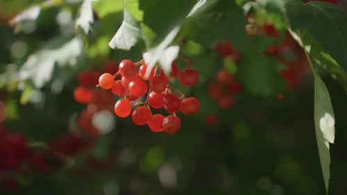 Leuchtende Beeren leuchten in warmem Sonnenlicht zwischen üppigem grünem Laub. Frische rote Beeren leuchten hell darauf.