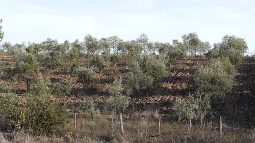 View of a new olive tree orchard, young olive saplings in a new plantation that appear vibrant and
