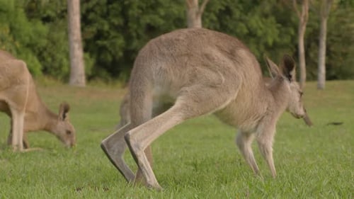 Wilde Kängurus grasen friedlich auf einer üppigen grünen Wiese bei Sonnenuntergang