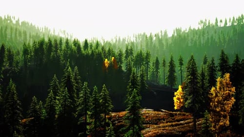 A Serene Forest Scene with Towering Trees