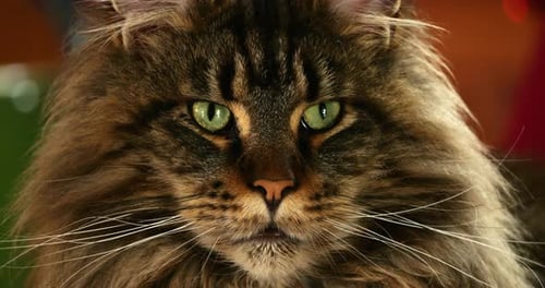 Portrait of one Maine coon cat.