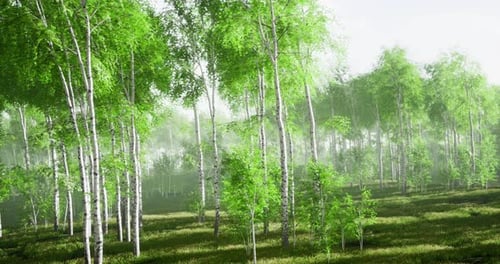 Lush Green Forest with Towering Trees in a Serene Natural Landscape