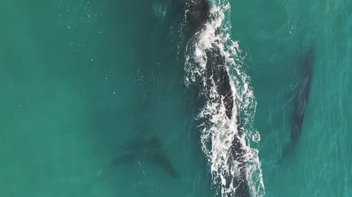 La ballena franca austral, Eubalaena australis. La madre y dos crías de la ballena franca nadan