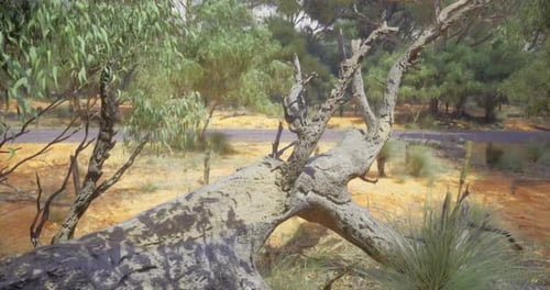 Beauty of Outback Landscape with a Fallen Tree and Vibrant Nature