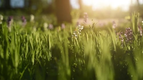 Close up focused view of green grass and flowers in bloom. Summertime bloom