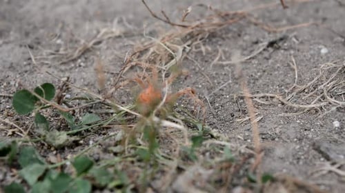 Aranha grande e laranja na natureza, contornando folhas, grama e outros obstáculos