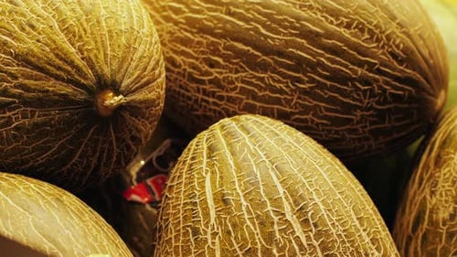 Des melons frais et vibrants de la ferme illuminés par la lumière naturelle célébrant la générosité de la nature