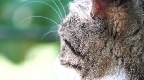Curious Domestic Cat Outside in the Garden Summertime Close Up Slow Motion