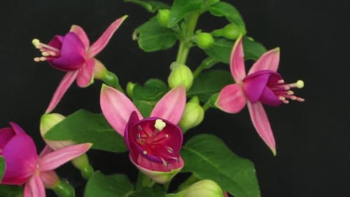 Time lapse of growing fuchsia flower