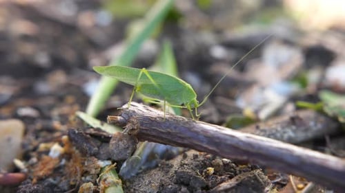 Close-up of a green grasshopper standing on a stick, hand held camera