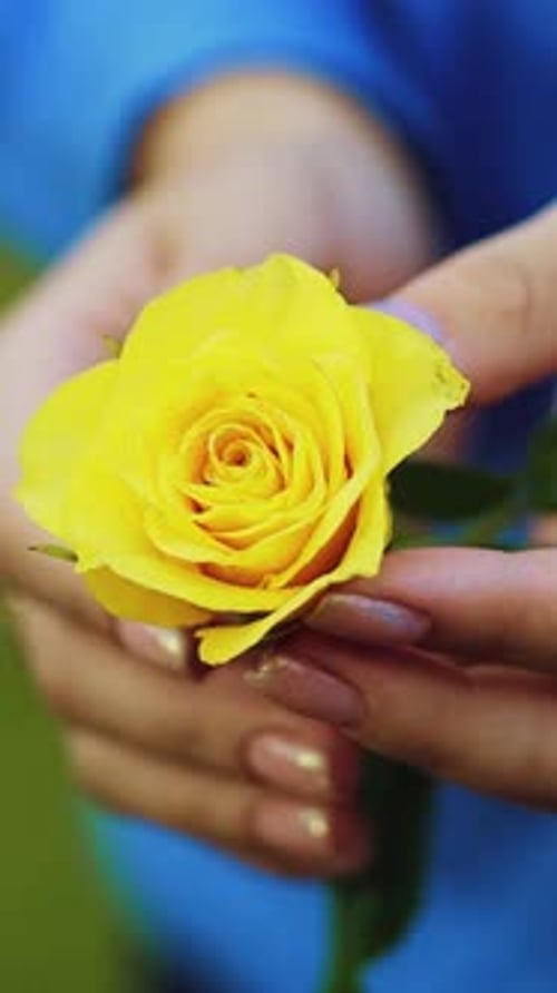 Women's hands with a rose in his hand close-up Vertical video