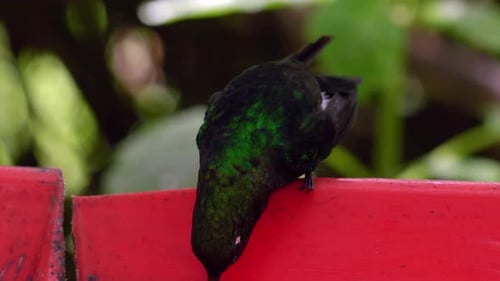 An iridescent hummingbird drinks sugar water in a forest in Ecuador, South America.