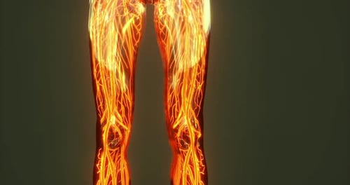 Explore the Anatomy of Leg Blood Vessels Veins and Arteries
