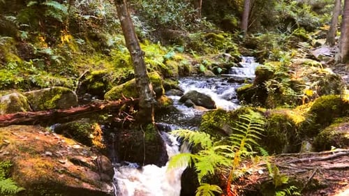 Deep inside a forest with a stream running through the middle of the frame against a mossy forest fl