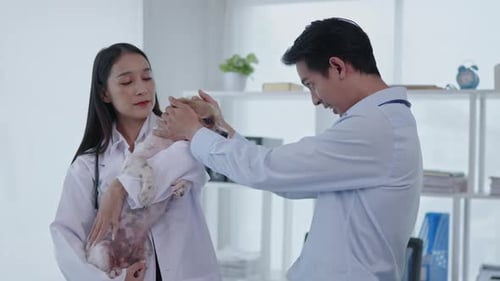 Veterinarians are examining a sick dog in animal hospital
