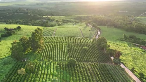 Aerial View of Rows of Green Farmland
