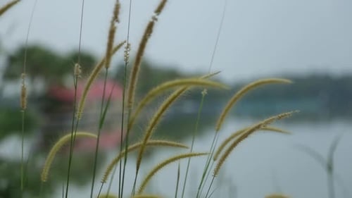 Grass Spikelets, wild plant swaying in the breeze,Steadi shot