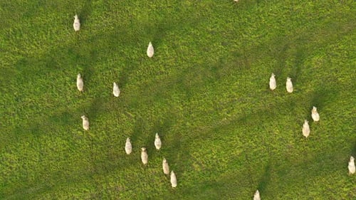 Aerial view of sheep grazing in a field of green grass
