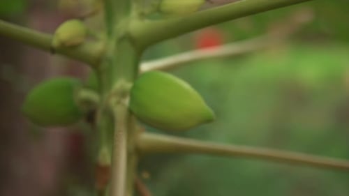 Plant bulbs in macro or zoom mode. Blurred background.