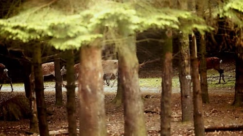 Deer Grazing Peacefully in a Forest