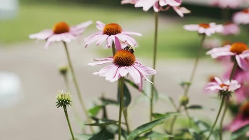 Un bourdon jaune surmonté d'une belle fleur rose et orange d'Echinacea purpurea sur un fond brillant et
