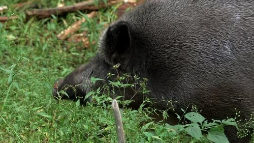 Close Up Of A Big Fat Wild Boar Looking Around