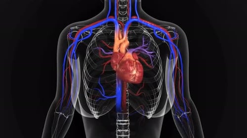 Human heart and vascular system medical anatomy model