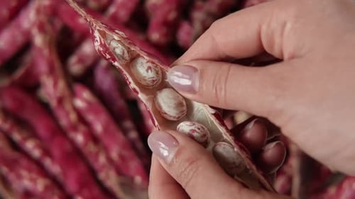 Cranberrybohnen Frische Bio-Borlottibohnenkapseln in Bauernhänden Stilvoller moderner Lebensmittelhintergrund