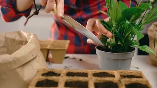 Woman Repotting Indoor Plant in Pot at Home