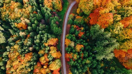 Top view of autumn forest road. A narrow forest road surrounded by colorful Bavarian autumn trees.