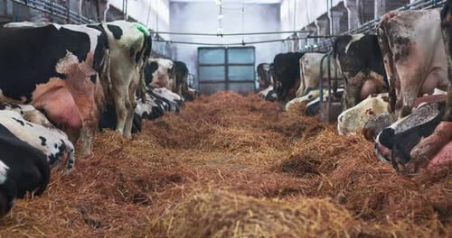 Dairy Cows Feeding in Barn Stalls