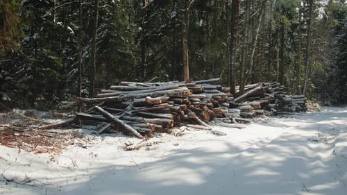 Logs Stacked in a Snowy Winter Forest