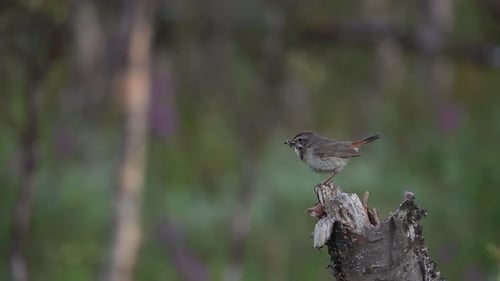 Bluethroat Songbird on Birch tree stump, sweden